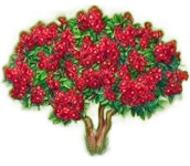 サルスベリ